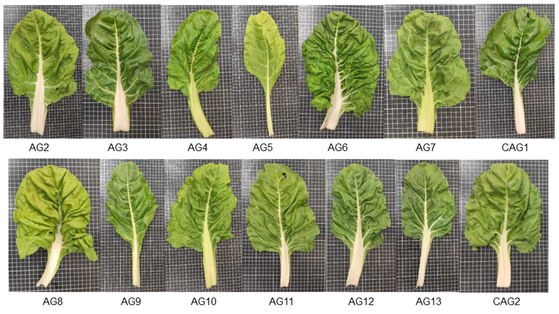 Imagen_acelgas|Consuelo Penella